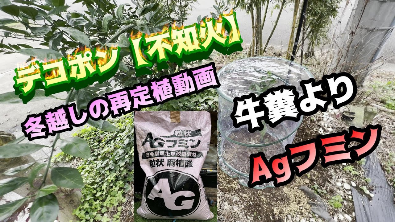 Dekopon Shiranui [Winter Protection Transplant] Seedlings planted