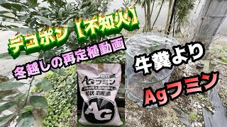 Dekopon Shiranui [Winter Protection Transplant] Seedlings planted