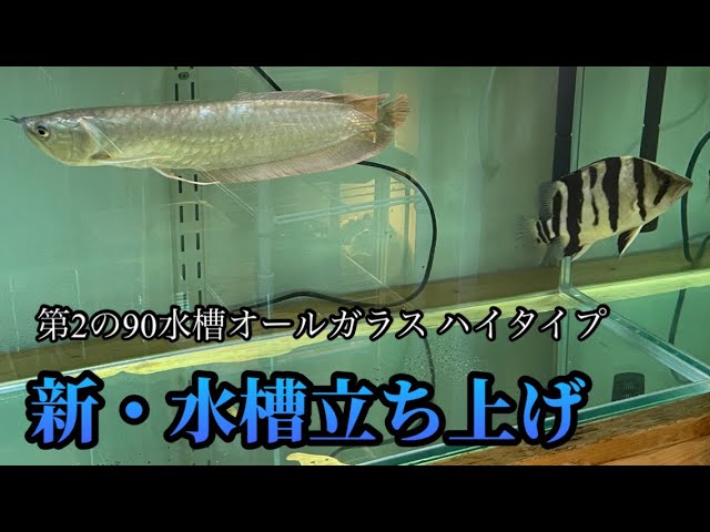 新しい水槽を購入しました！90cm水槽肉食魚混泳！シリーズ - YouTube