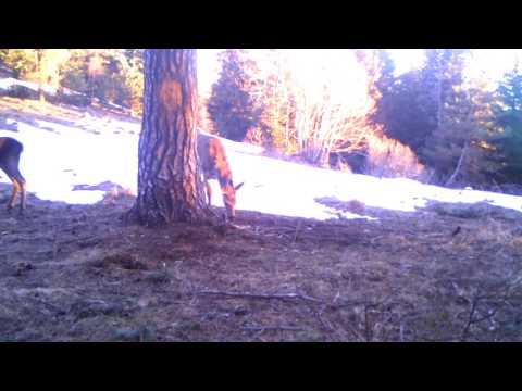 შვლები ბორჯომ-ხარაგაულის ეროვნულ პარკში | Borjomi-Kharagauli National Park