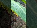 Rain Drops On Banana Leafs