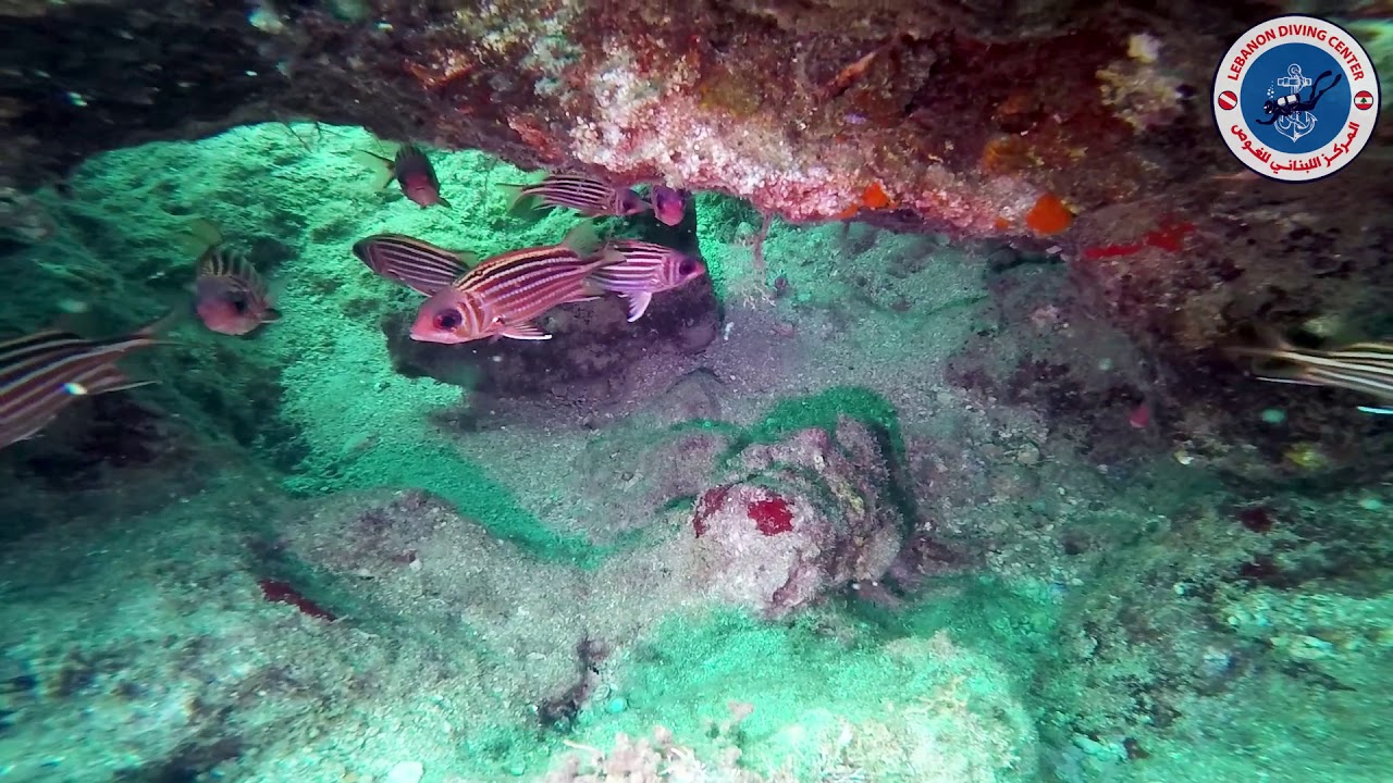 Red mullet Tyre Lebanon Sea Youssef Jundi Lebanon Diving Center