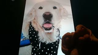 Horacio the handsnake - Orca the Golden Retriever