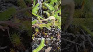 Funny lycopodium clavatum or ground pine #shorts #herbarium