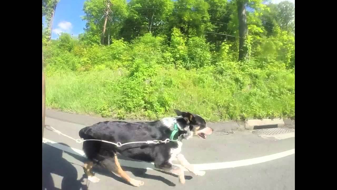 Biking with a dog and the Walky Dog Bike Leash YouTube