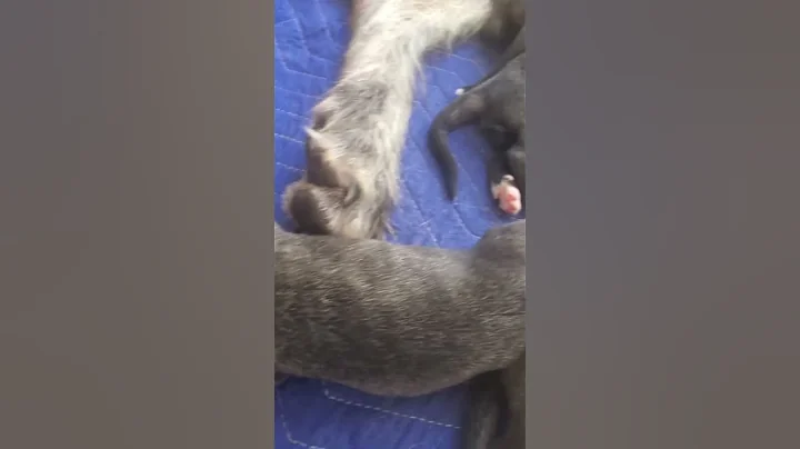 Irish Wolfhound Puppies Day 5 Tyndall