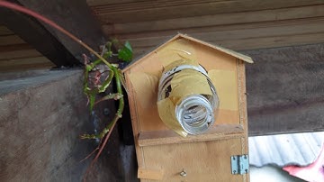 🐝🐝🐝 Bees Artificial Nest Installation | Sweet Memory Video 22 February 2020
