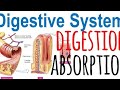 Digestion and absorption|3 marks|#htet #ctet #hssctgtsyllabus #motivation @dailystudypoint0909