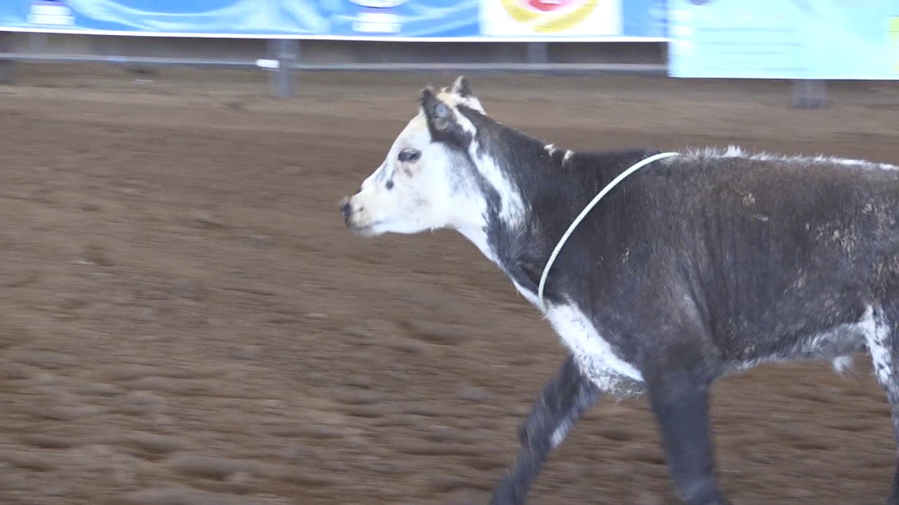 2018, Calf Roping On Foot, Show Me State Rodeo, Kansas City - YouTube