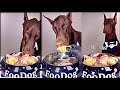 “Doberman Devours Shark Fish, Deer Meat &amp; Horse — Raw Feast King 👑🐕🔥”#doberman