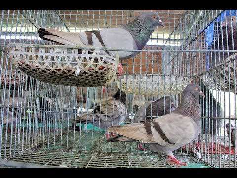Video Trực tiếp: Giao lưu chia sẻ tất tần tật về giống bồ... - youtube