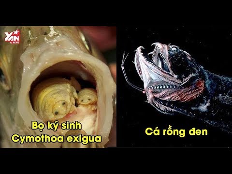 Video Khám phá những sinh vật biển có ngoại hình quái dị... - youtube