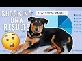 Shocking Rescue Dog DNA Results (Romanian Rescue) | WISDOM PANEL 2.0