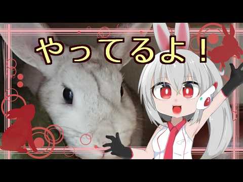 深夜のぽこ あ ポケモン260317-18【うさぎが運営してるVtuber】