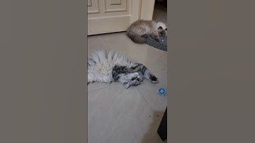 cat reaction to catnip ball