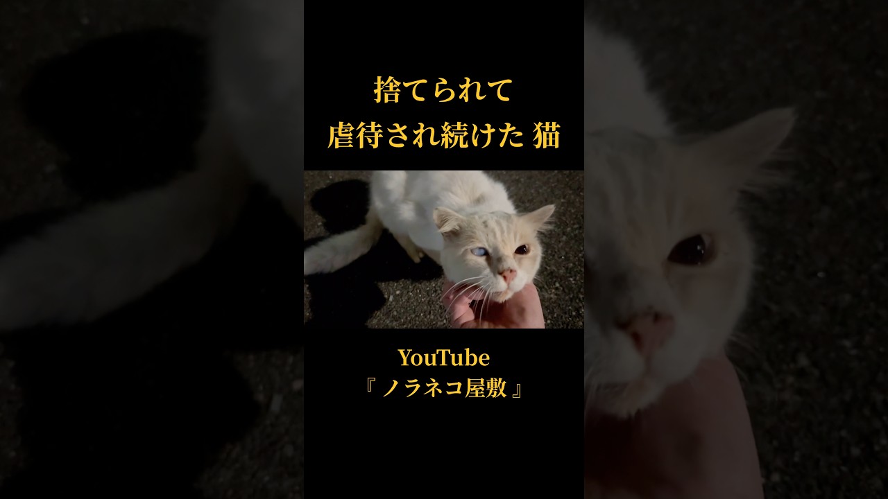 A cat that was abandoned and continuously abused [Part 2] [Stray