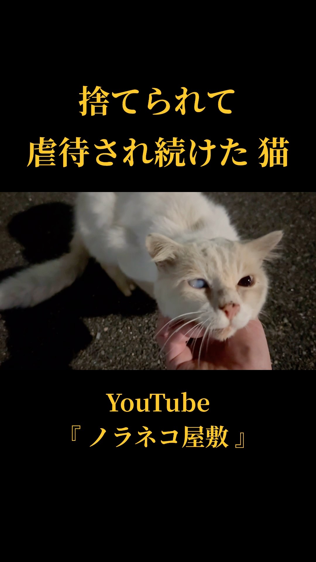 A cat that was abandoned and continuously abused [Part 2] [Stray