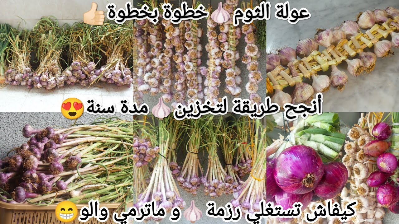 تخزين الثوم🧄خطوة بخطوة👍🏻بأنجح طريقة🌹يبقالك عام على حاله❌ينبت❌يفرغ💰أعطيتك كل أسرار نجاح العولة😁