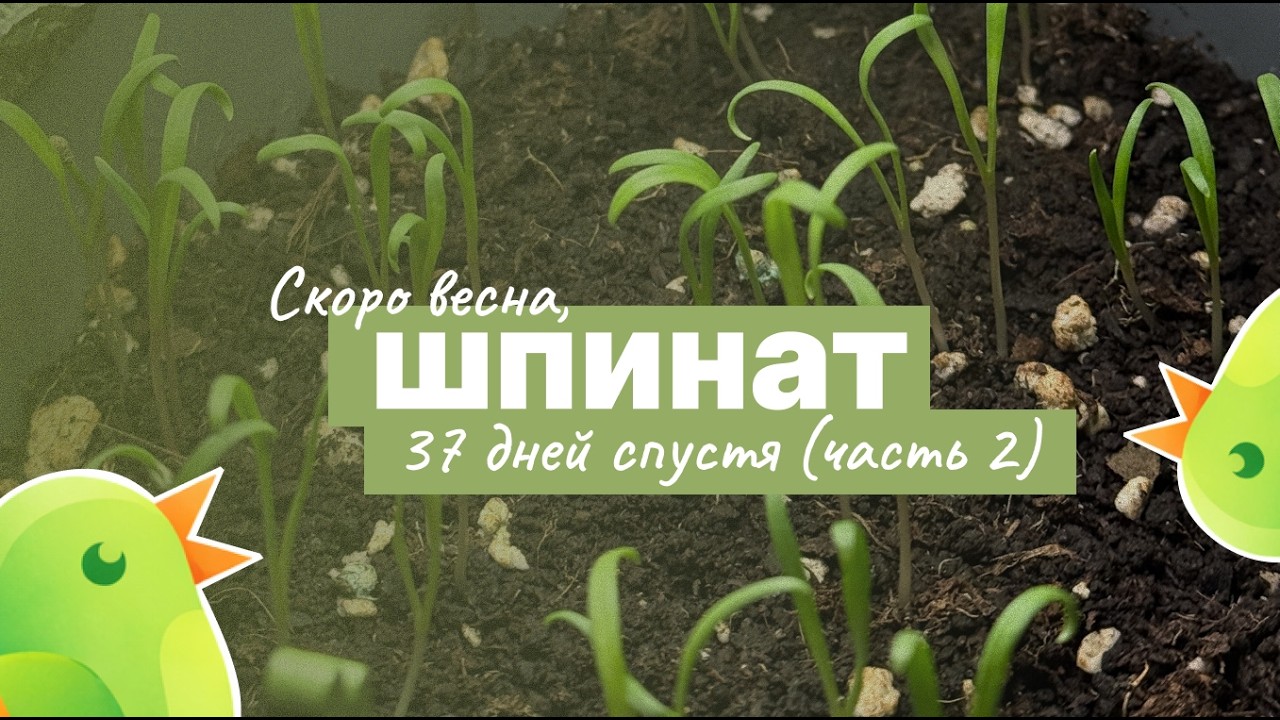 Шпинат из семян на подоконнике 🌱37 дней | выращивание шпината дома | часть 2