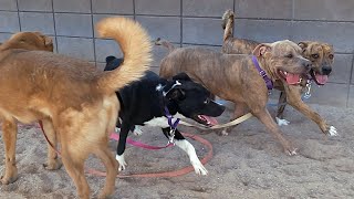 Dog TV Daycare #4 by Dog Playgroup Stories 85,342 views 10 months ago 2 hours, 2 minutes