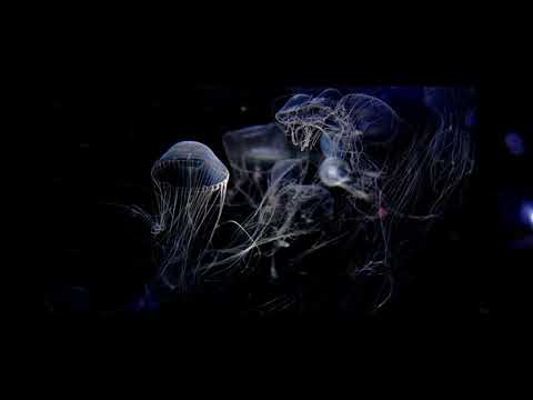 1時間耐久BGM 堕ちる もっぴーさうんど 公式