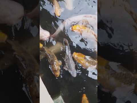 Ikan Cipanis Cirebon