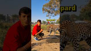 Can I Jump Longer Than a Leopard?