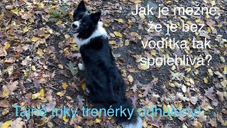 Tipy trenérky psů na procházky bez vodítka