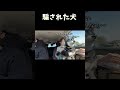 騙された犬