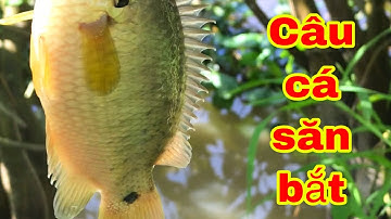 Câu Cá Mè Vinh , Cá Rô Đồng Ở Miền Tây | Fishing - Miền Tây