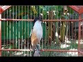 Toetan Cendet Ini Ampuh Bikin Cendet Emosi Gacor Panjang Ngajak Narung Mp3 - Mp4 Download