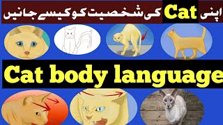 Cat Body Language Explained by Eyes , Ears and Tail || Understand your Cat better || Cat Behaviours. screenshot 3