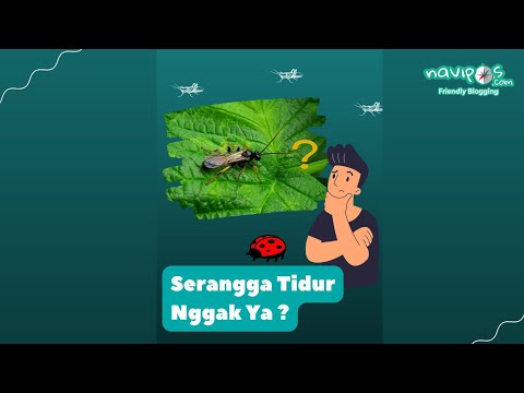 Video: Adakah serangga tidur?