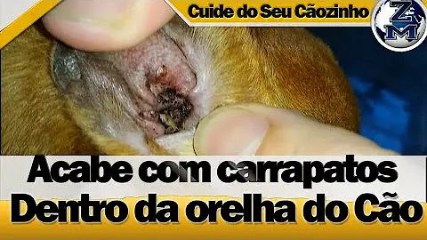 Como tirar carrapato do ouvido do ser humano?