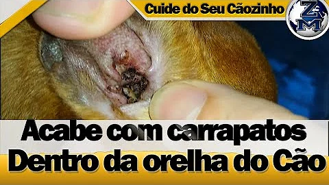 O que acontece quando um carrapato entra no ouvido do cachorro?