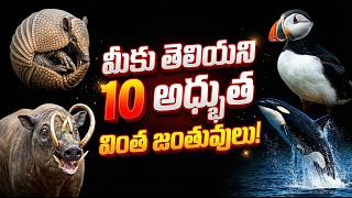 ప్రపంచంలోనే వింత జీవులు 😱 Top 10 Creatures You Never Knew Existed