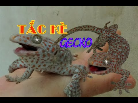 Video Tắc kè| Cú táp của con tắc kè vào nhà|Tắc kè đổi màu|... - youtube