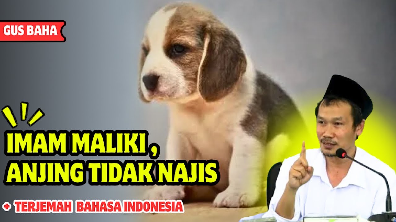 Kupas tuntas anjing najis atau tidak : Gus baha bahasa indonesia