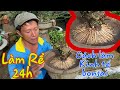 Hướng Dẫn Làm Bộ Rể 24H # Bonsai Grooming Techniques.