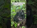 This Mother of Twin Gorillas has been providing them with Extensive Care in Virunga National park