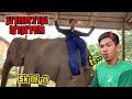 ช่องช้างไทย&ช่องช้างแห่งาน[EP.1] ซุ้มช้างมากความสามารถ ซุ้มพลายศรีทัพไทย! Elephant thailandएक हाथी