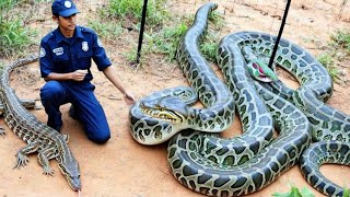 Monster Snakes and Lizards: Nature’s Living Dinosaurs