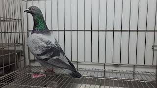安順鴿園-3/24(二)網拍鴿25-999933灰點♂