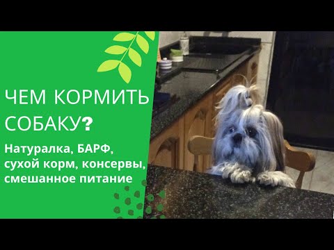 Типы питания для собак