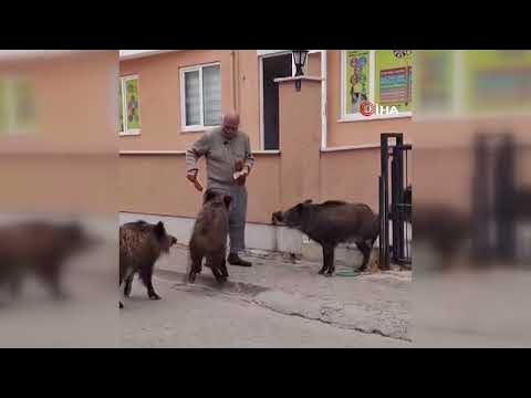 Marmaris'te Anaokulu Yanında Domuz Sürprizi