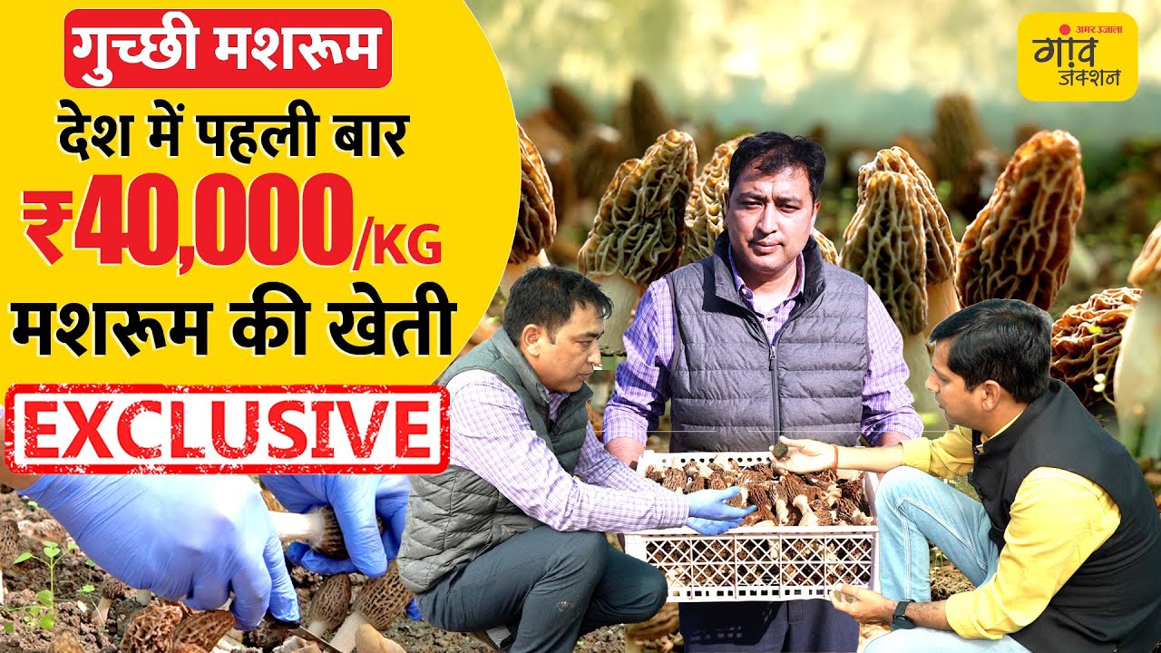 Gucchi : किसान ने पहली बार उगाया 40,000 रुपये किलो बिकने वाला Mushroom | Gaon Junction LIVE