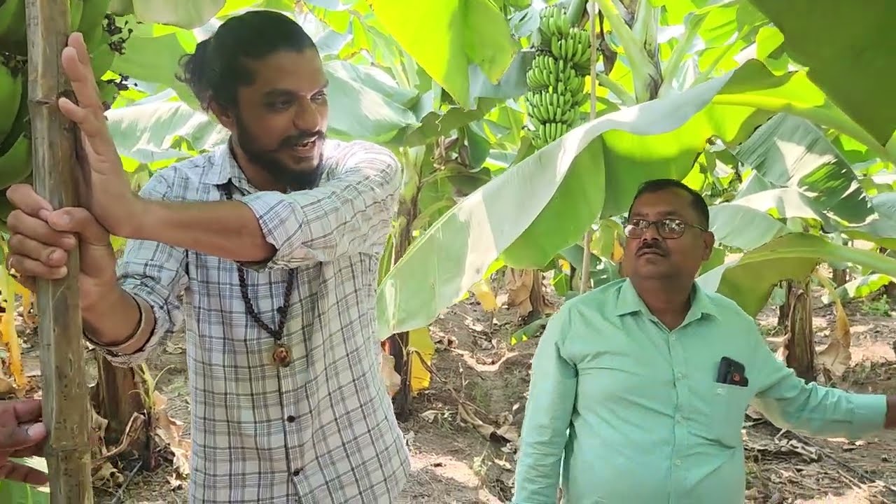 5346- BKisan Banana Farming Odisha Kisan ke sath केला खेती 9424738222 किसान पाठशाला FARMER SCHOOL