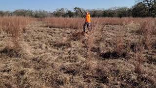 Cash quail hunting at 14 years old by Lakota Retrievers 37 views 3 years ago 1 minute, 51 seconds