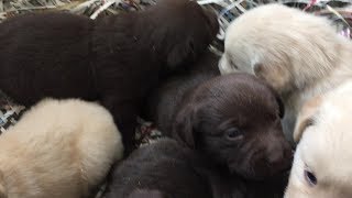 White Chocolates Golden Retriever and Labrador Puppies by Terry Farm Kennel 609 views 5 years ago 3 minutes, 57 seconds