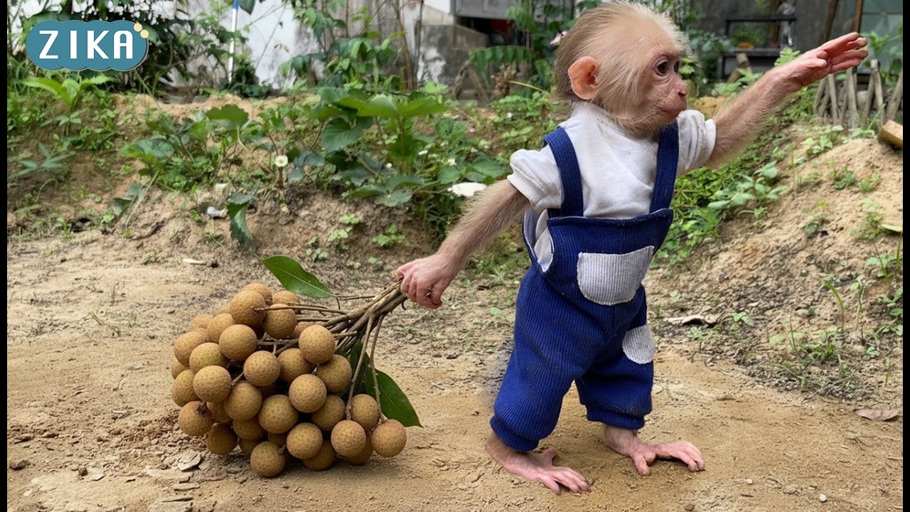 WOW!!! Baby Zika knows how to pick longan fruit to quench his uncle's thirst